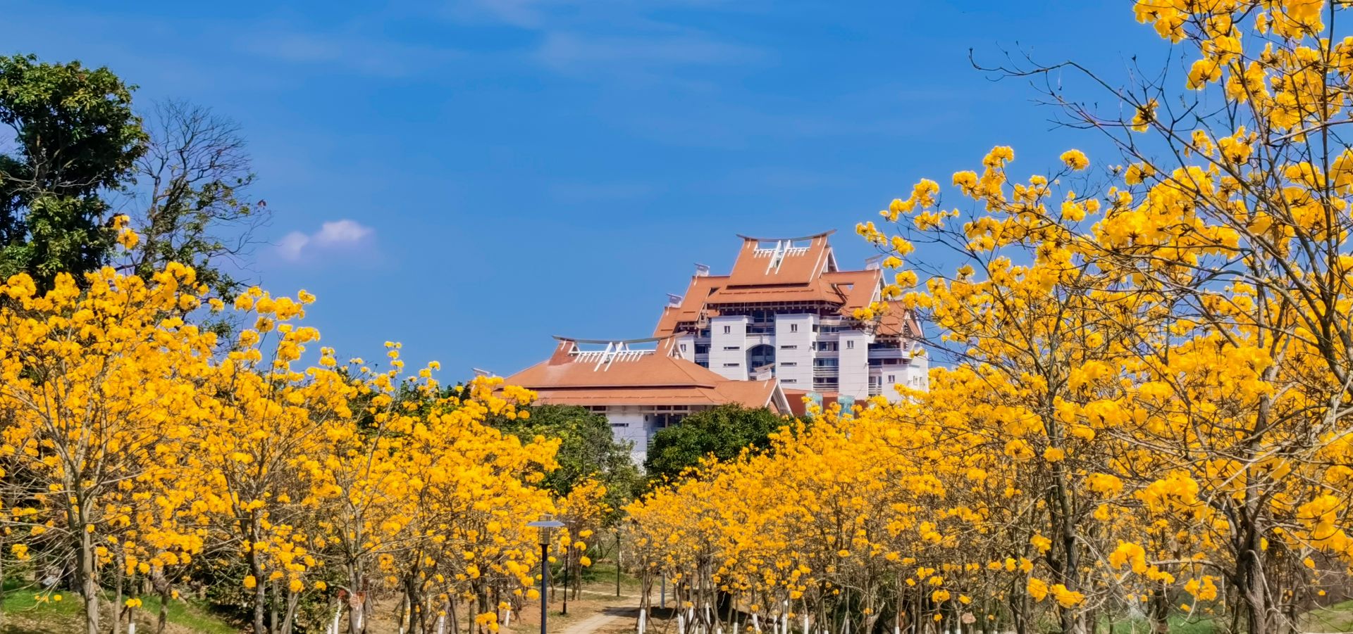 Golden Bell Tree
