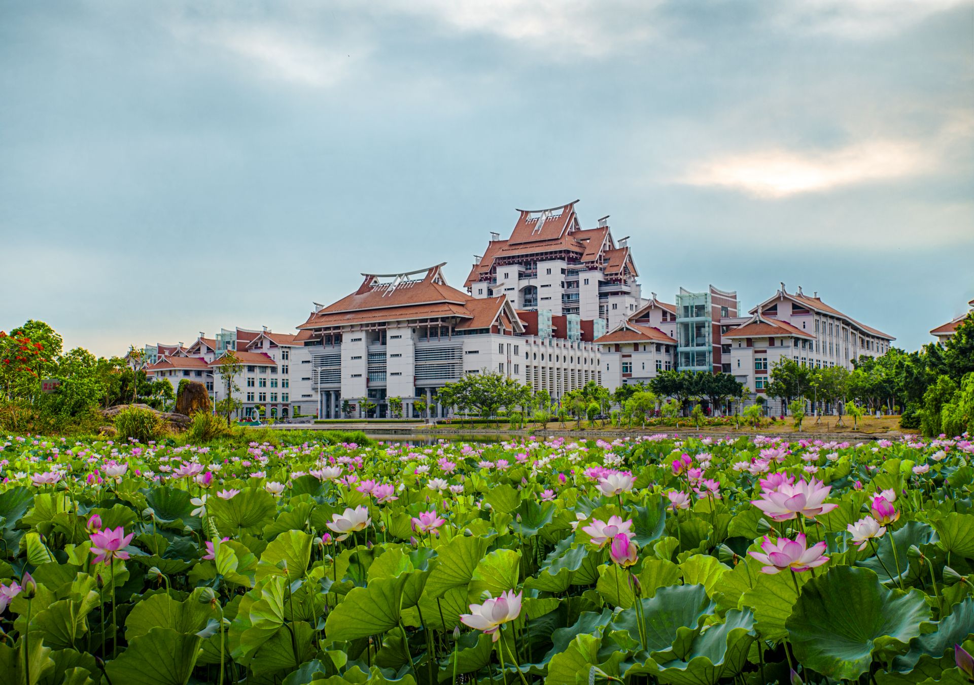 Lotus Pond